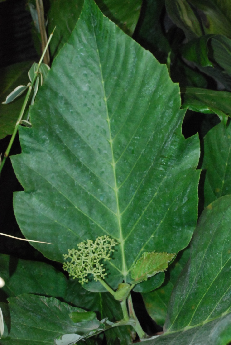 Plant ID-- What's this tree with big leaves - TROPICAL LOOKING PLANTS