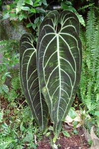 Anthurium Angamarcanum