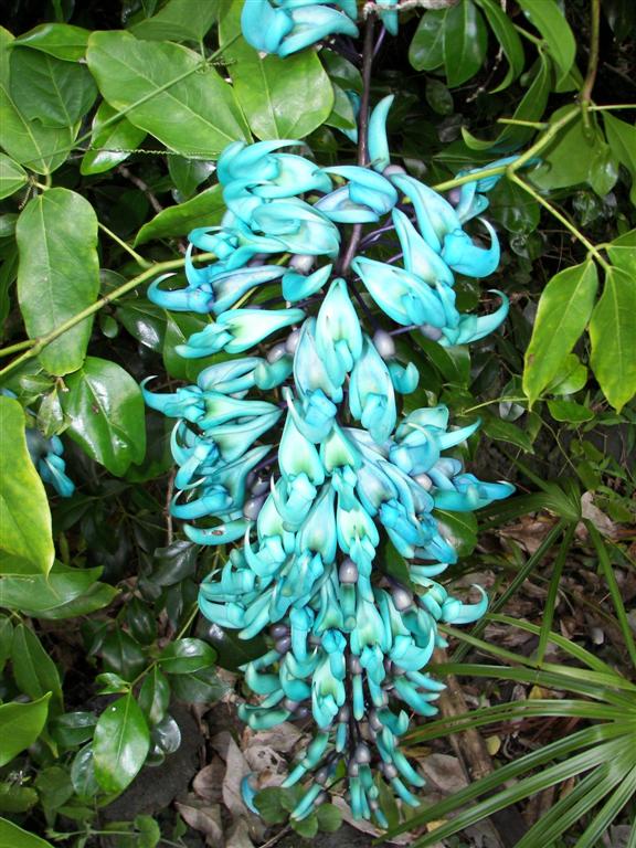 Jade Vine - Tropical Looking Plants - Other Than Palms - Palmtalk