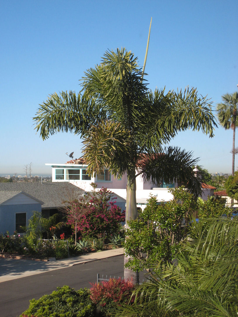 Hd Alert! - 15' Foxtail Palms For $69.97 - Discussing Palm Trees 