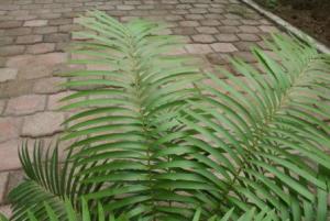 Zamia Inermis