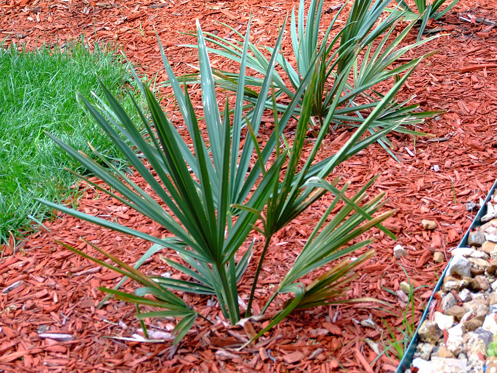 Palms in Missouri DISCUSSING PALM TREES WORLDWIDE PalmTalk