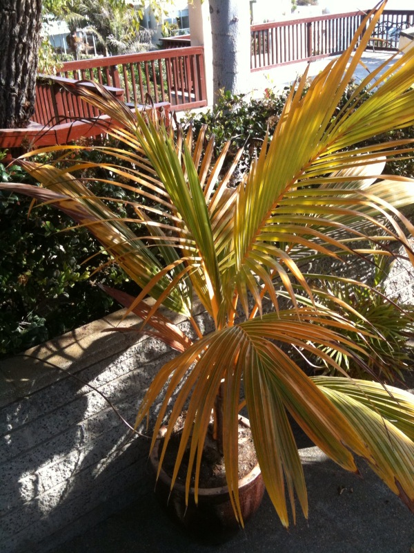 Water palm plant Idea