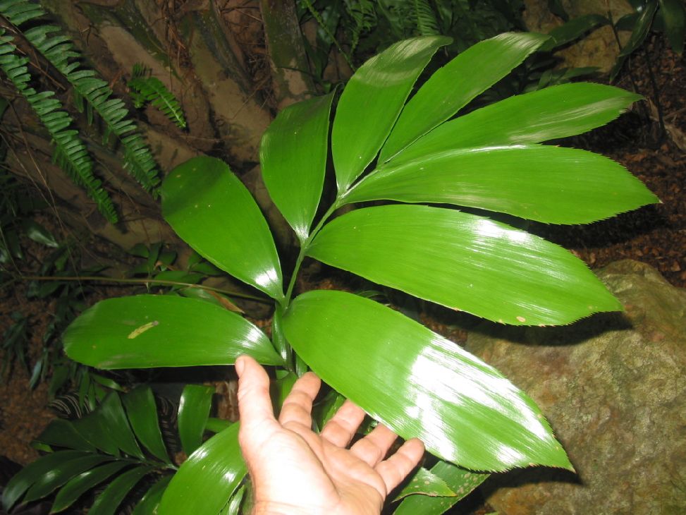 Zamia Splendens - TROPICAL LOOKING PLANTS - Other Than Palms - PalmTalk