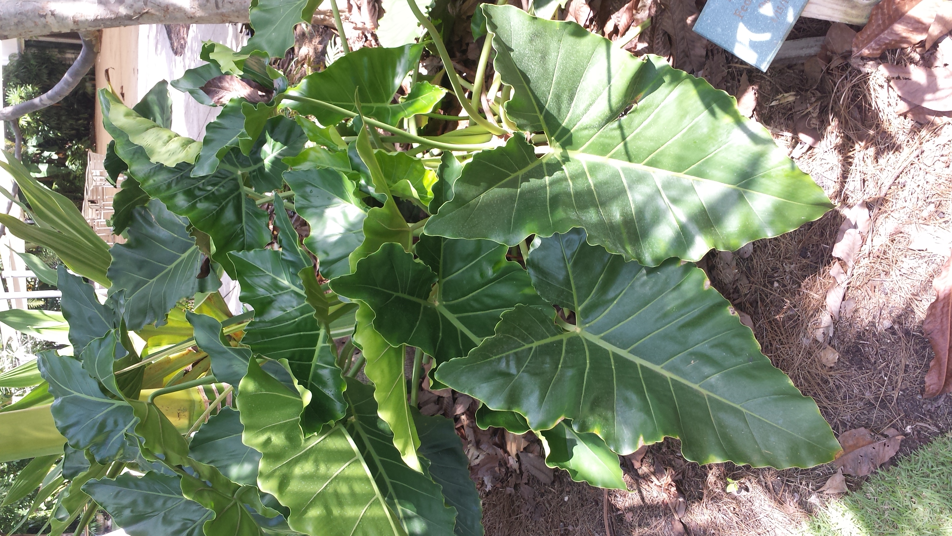 Philodendron or no? Need ID help, please! - TROPICAL LOOKING PLANTS