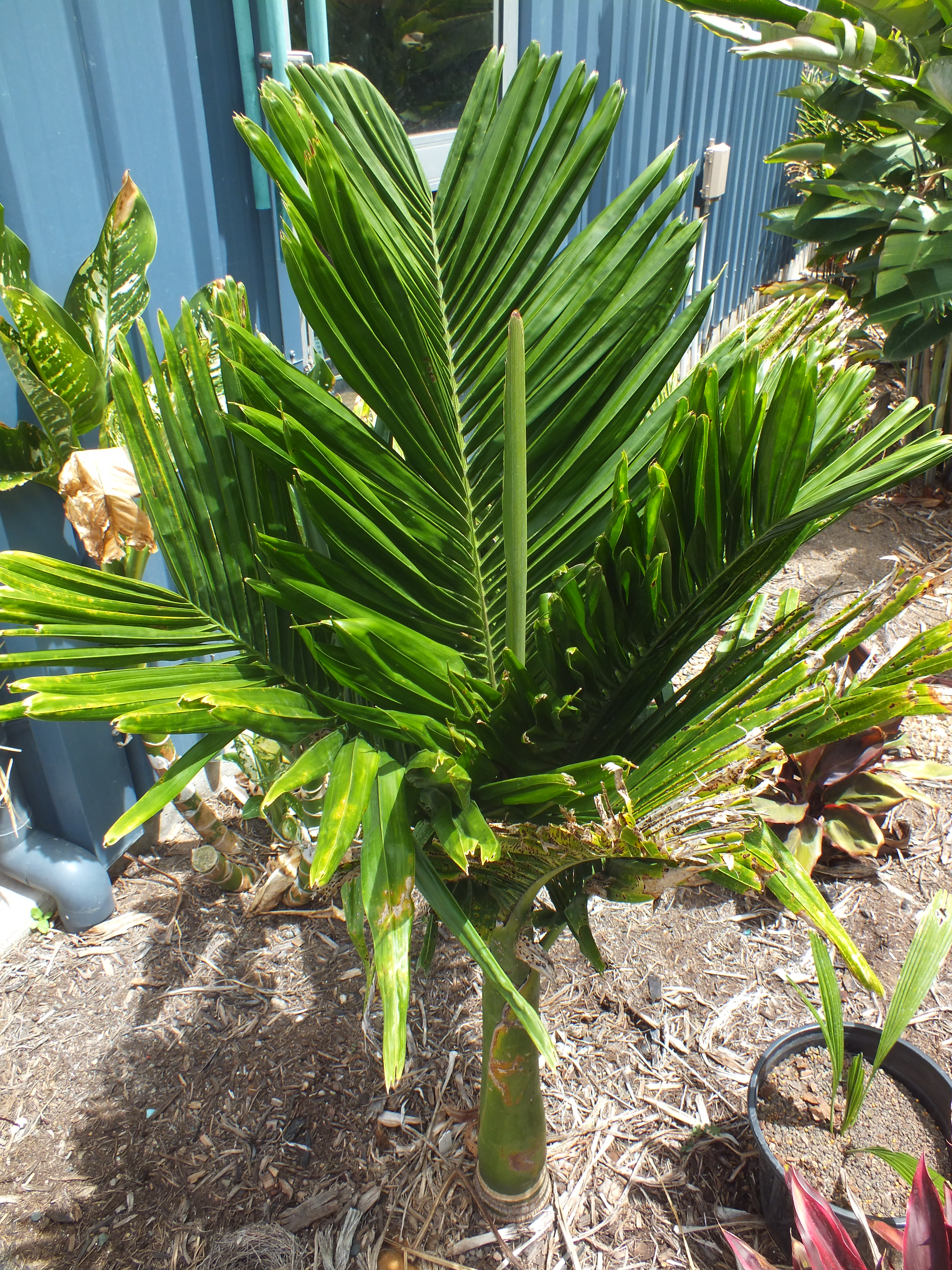 Dwarf Areca Catechu in South Florida - DISCUSSING PALM TREES WORLDWIDE