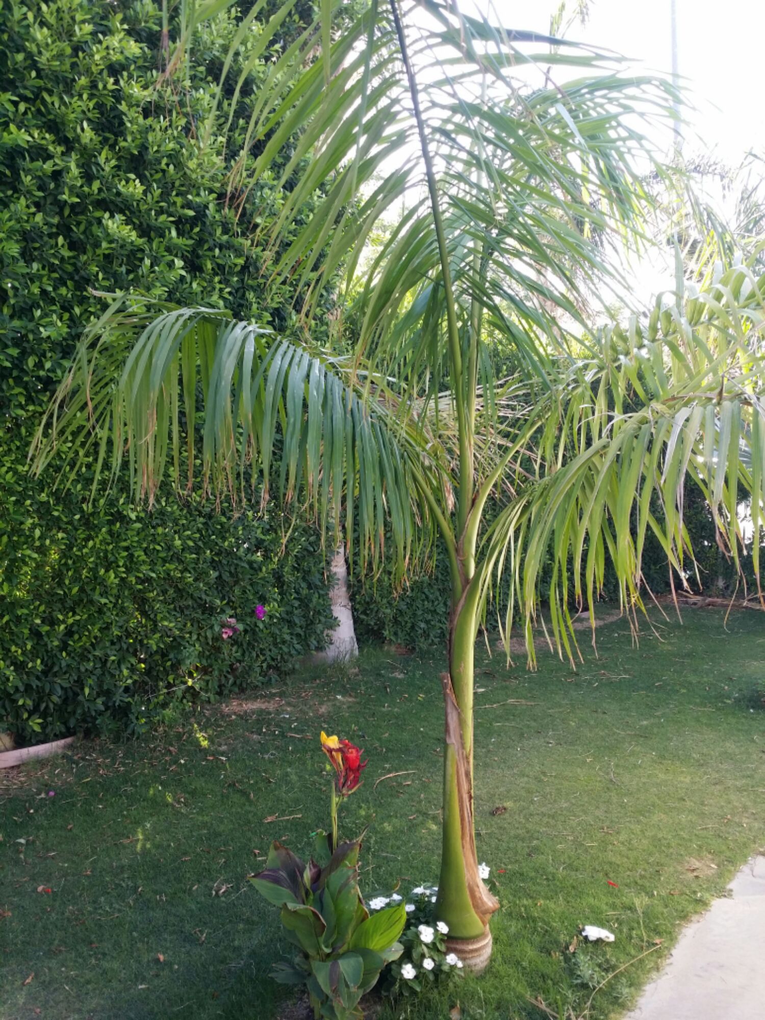 Cuban Royal Palms in the Coachella Desert - DISCUSSING PALM TREES