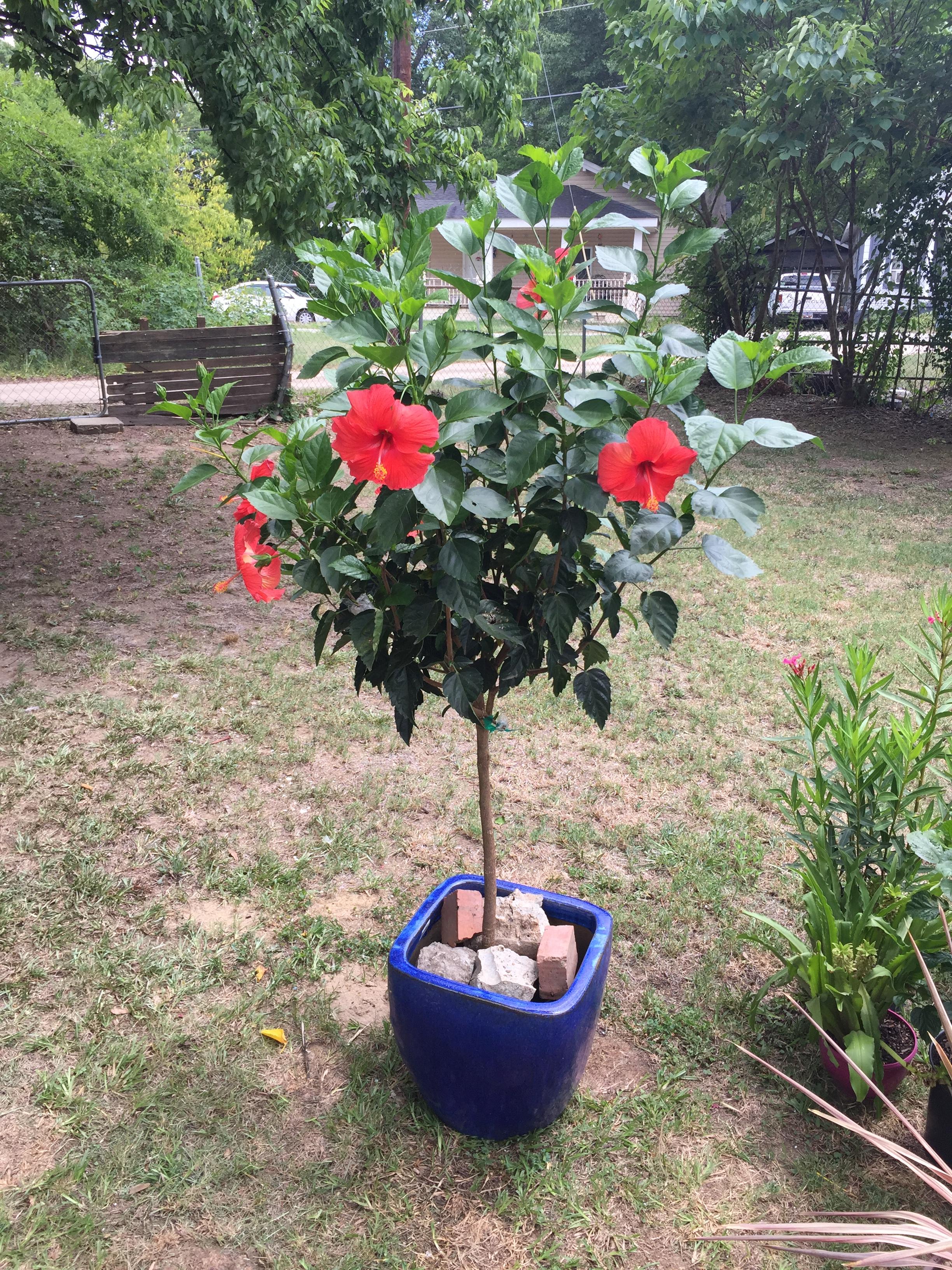 Grafting tropical hibiscus rosa sinensis - TROPICAL LOOKING PLANTS