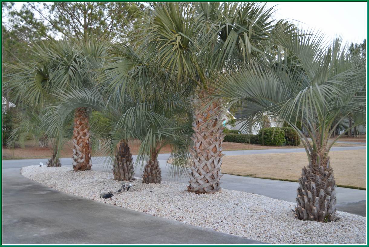 What states and locations do Palms become common to scarce 