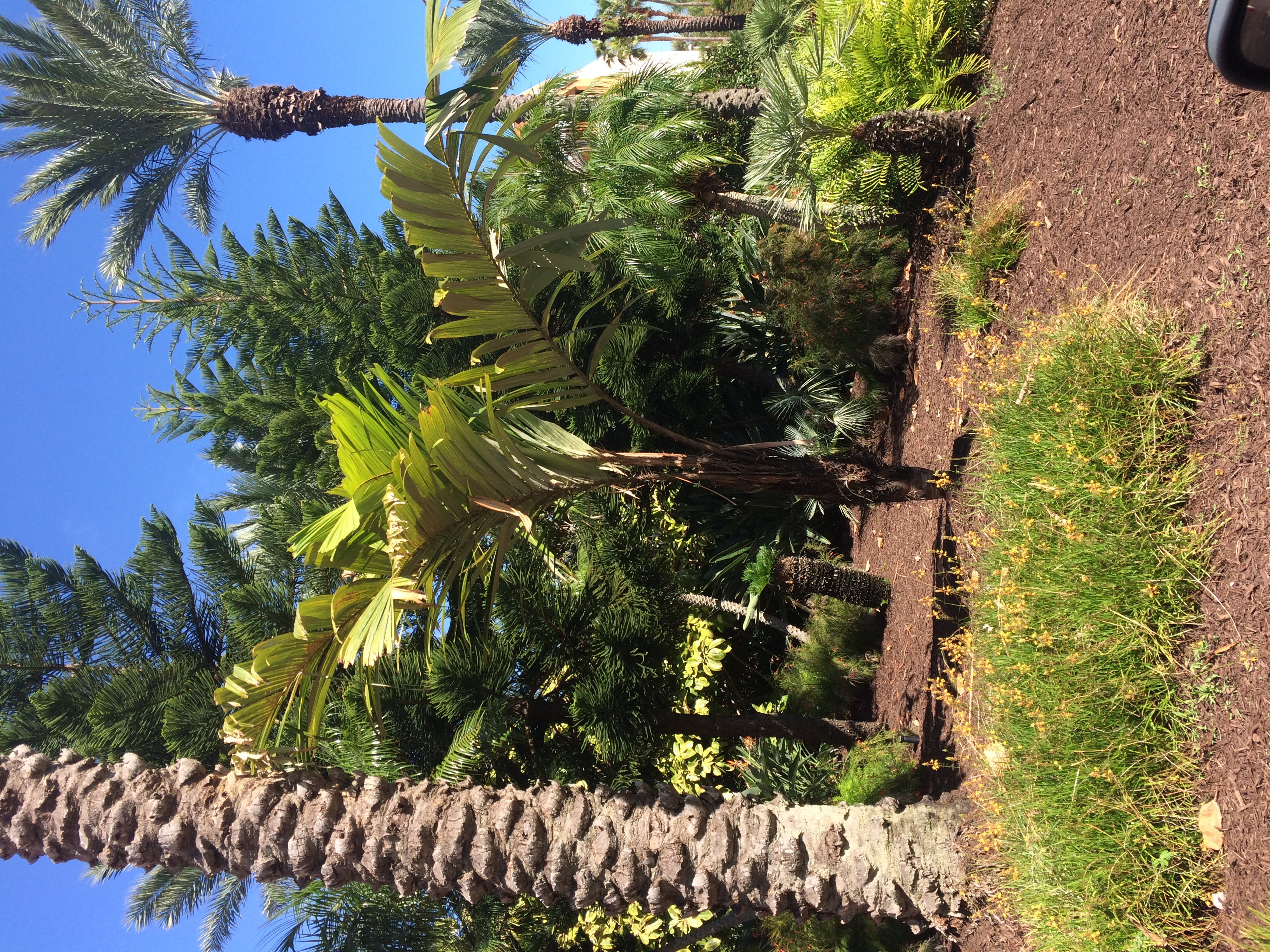 Best Landscaping Palm For Zone 9? - Page 2 - DISCUSSING PALM TREES ...