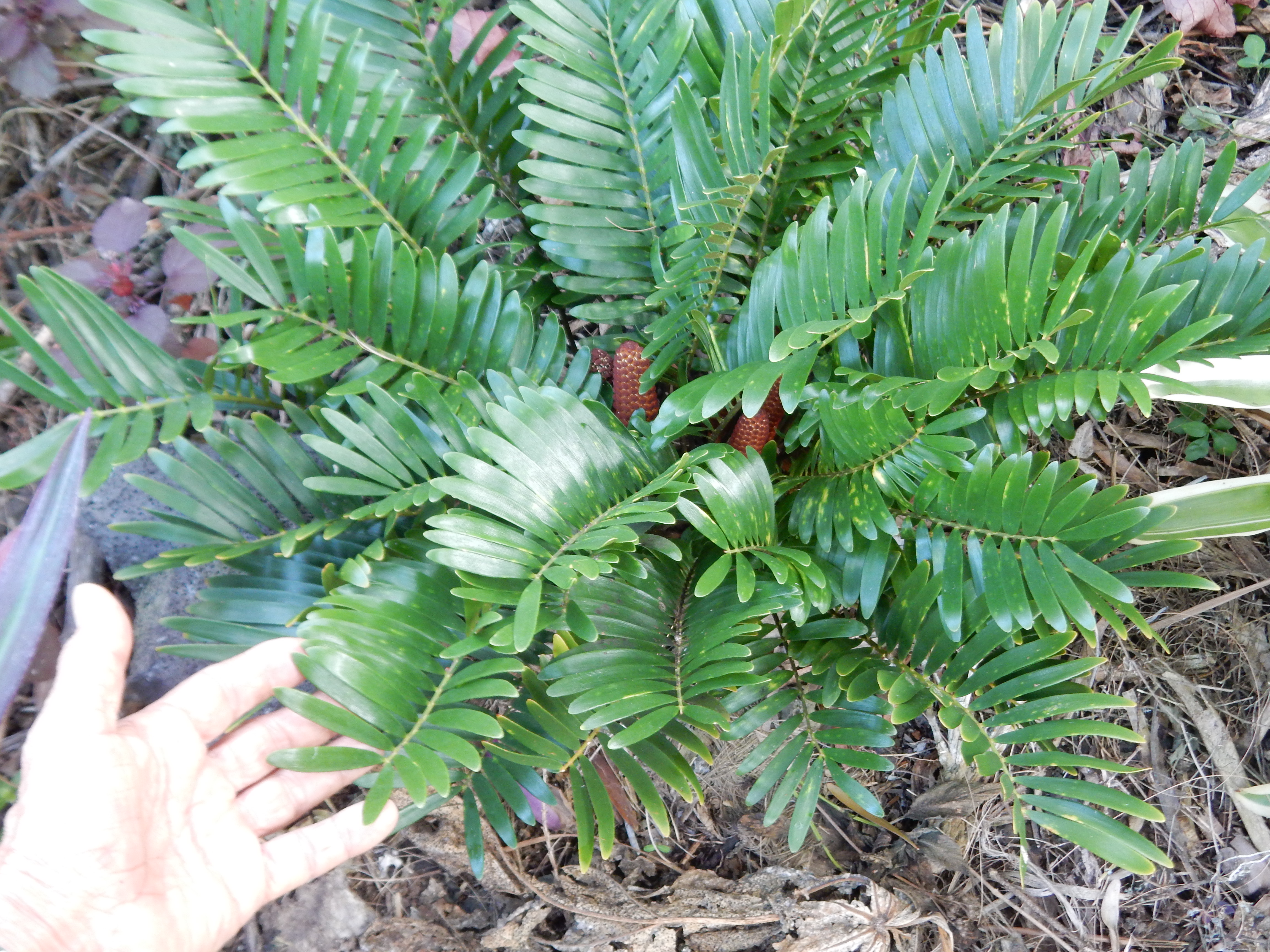 Some Zamias in the garden TROPICAL LOOKING PLANTS