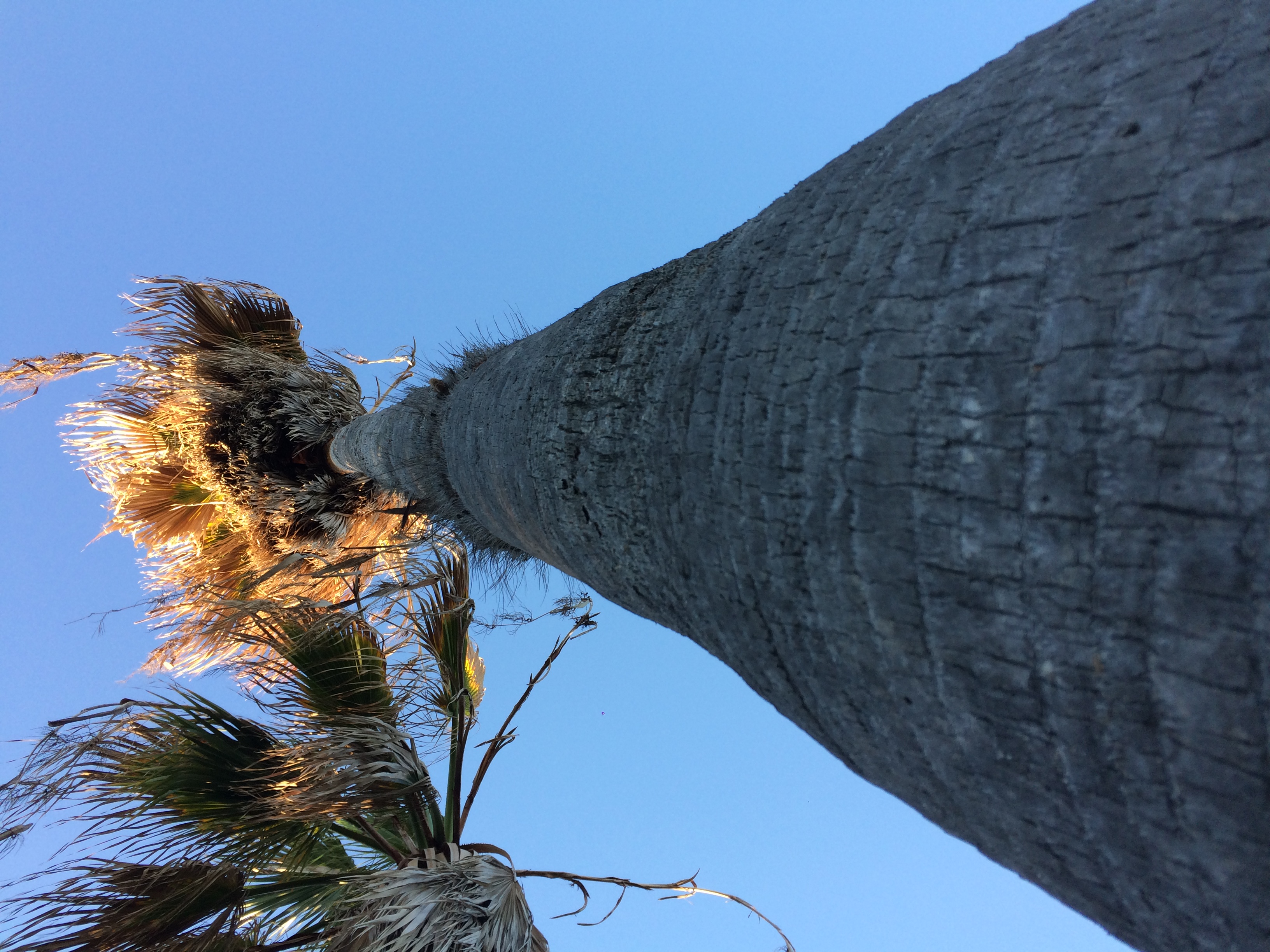 My Washingtonia Is Dying Discussing Palm Trees Worldwide Palmtalk