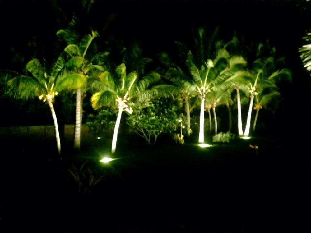 Uplighting Details - DISCUSSING PALM TREES WORLDWIDE - PalmTalk