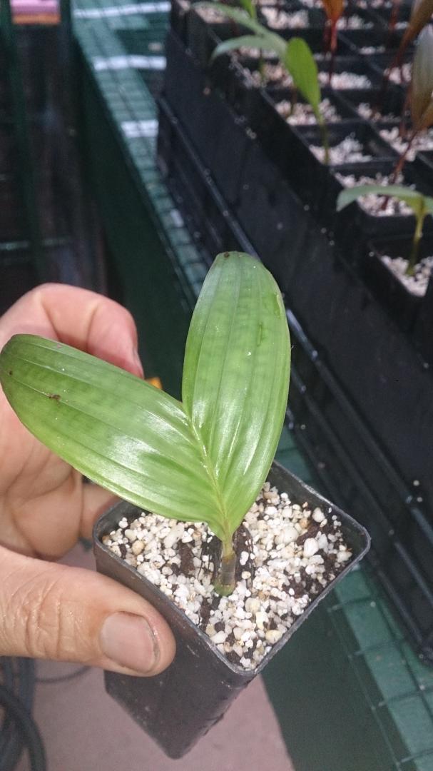 Repotting Seedlings PALMS IN POTS PalmTalk