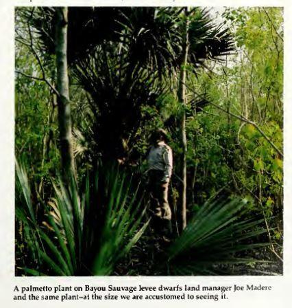 An Old Photo Of Large Sabal Louisiana Near New Orleans COLD HARDY