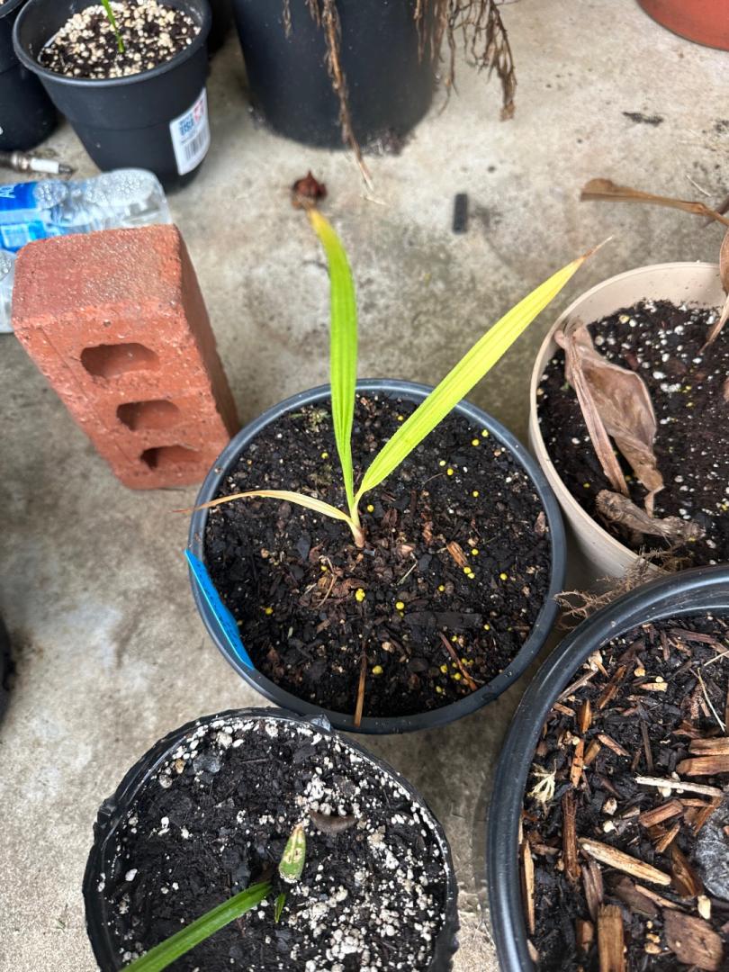 Yellow Washingtonia Filifera PALMS IN POTS PalmTalk