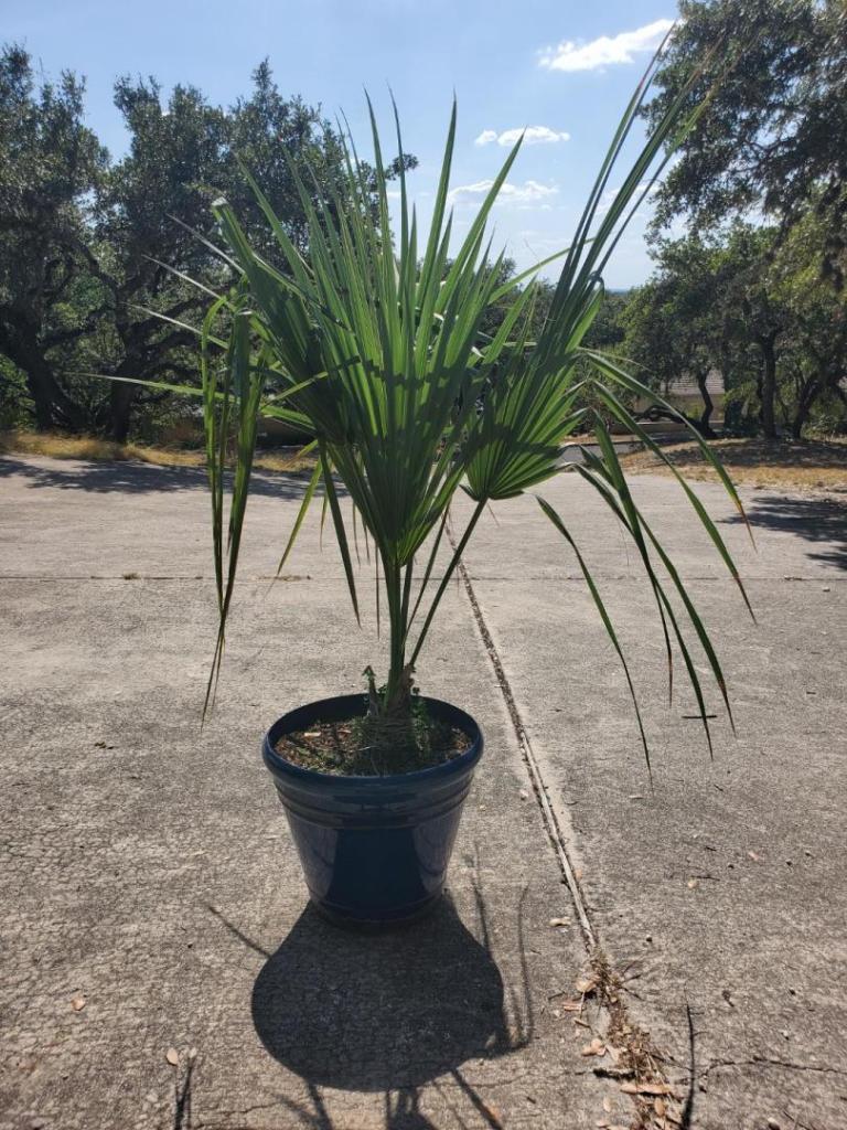 Sabal Uresana Growth Rate Cold Hardy Palms Palmtalk