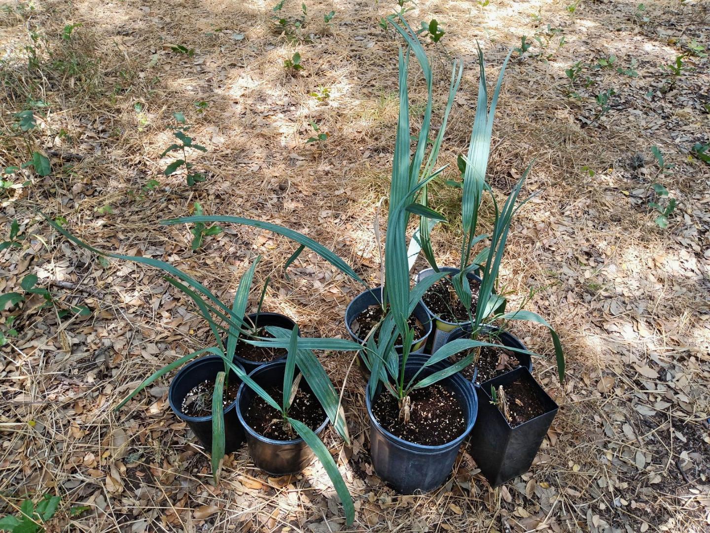 Sabal Uresana Growth Rate Cold Hardy Palms Palmtalk