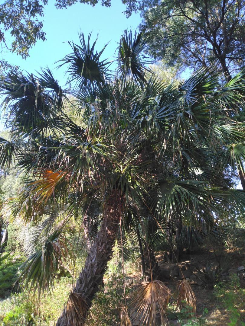 Palm Id Livistona Discussing Palm Trees Worldwide Palmtalk