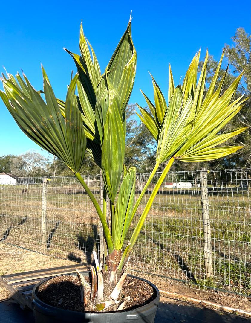 And Another Sabal Lisa Palmetto Available 35gal For Sale PalmTalk