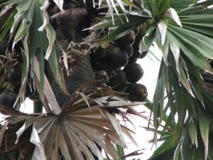 palmera tree