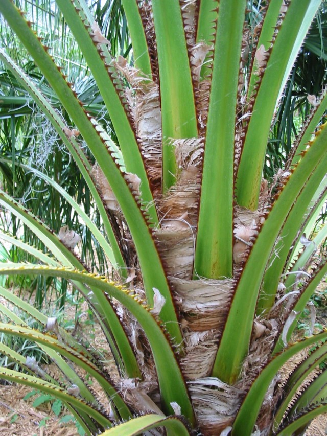 Livingstonia Decora Decipiens - Discussing Palm Trees Worldwide - Palmtalk