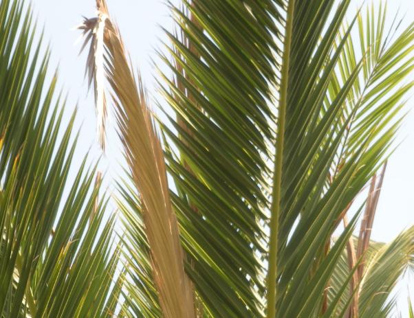 please-help-canary-island-date-palm-in-trouble-discussing-palm