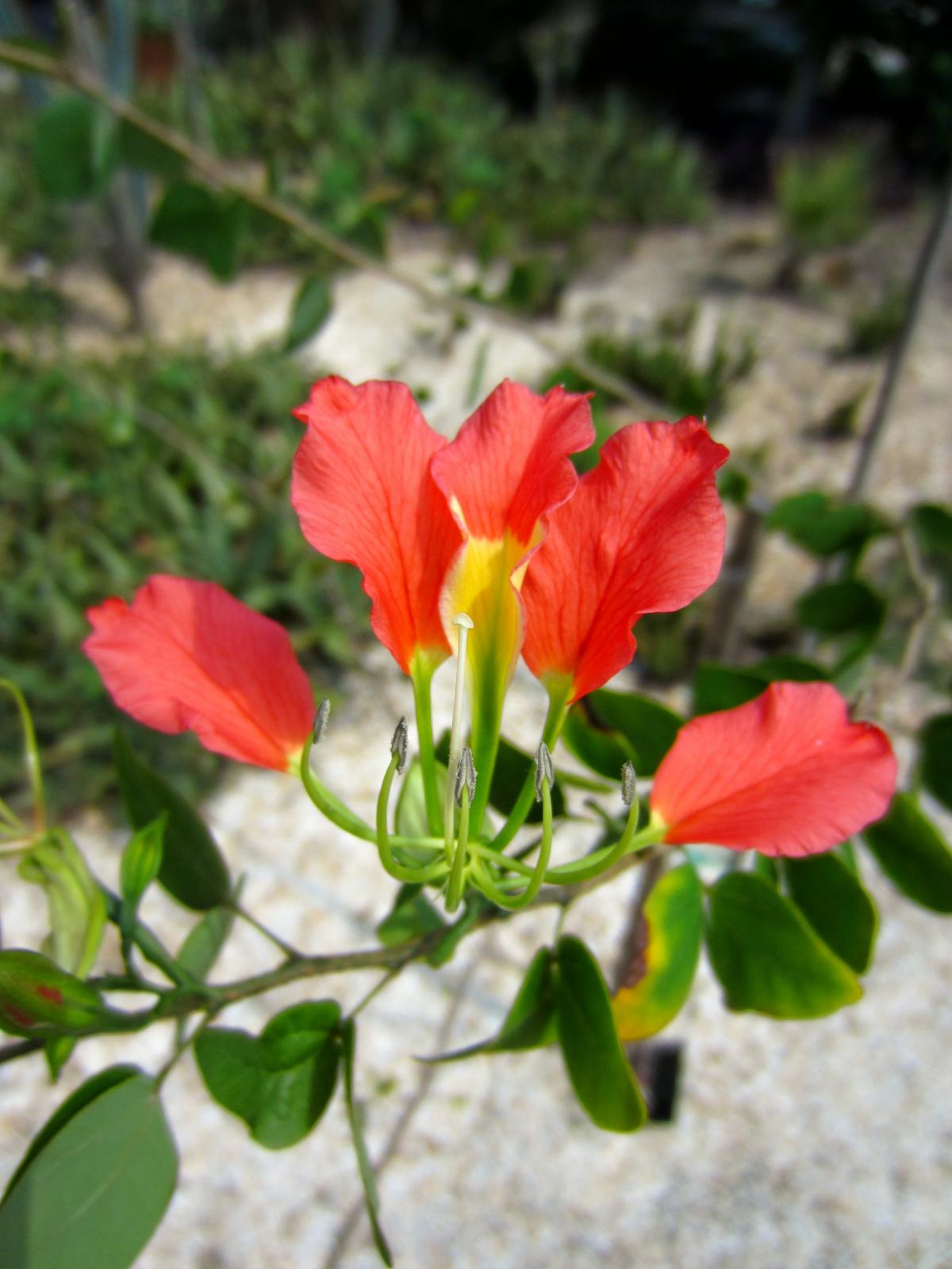 Bauhinia grevei, from Madagascar - TROPICAL LOOKING PLANTS - Other Than