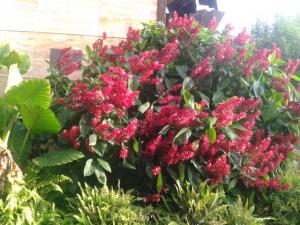 cloak brazilian red shrub info need some palmtalk