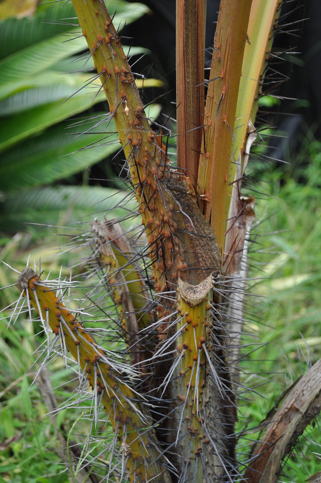 MORE SPINY PALMS - DISCUSSING PALM TREES WORLDWIDE - PalmTalk