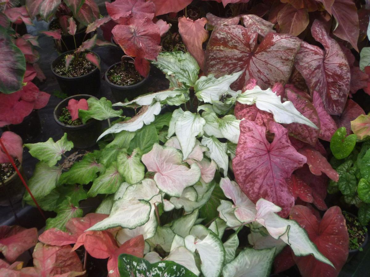 Next Generation Of Caladium Hybrids Down Under Tropical Looking