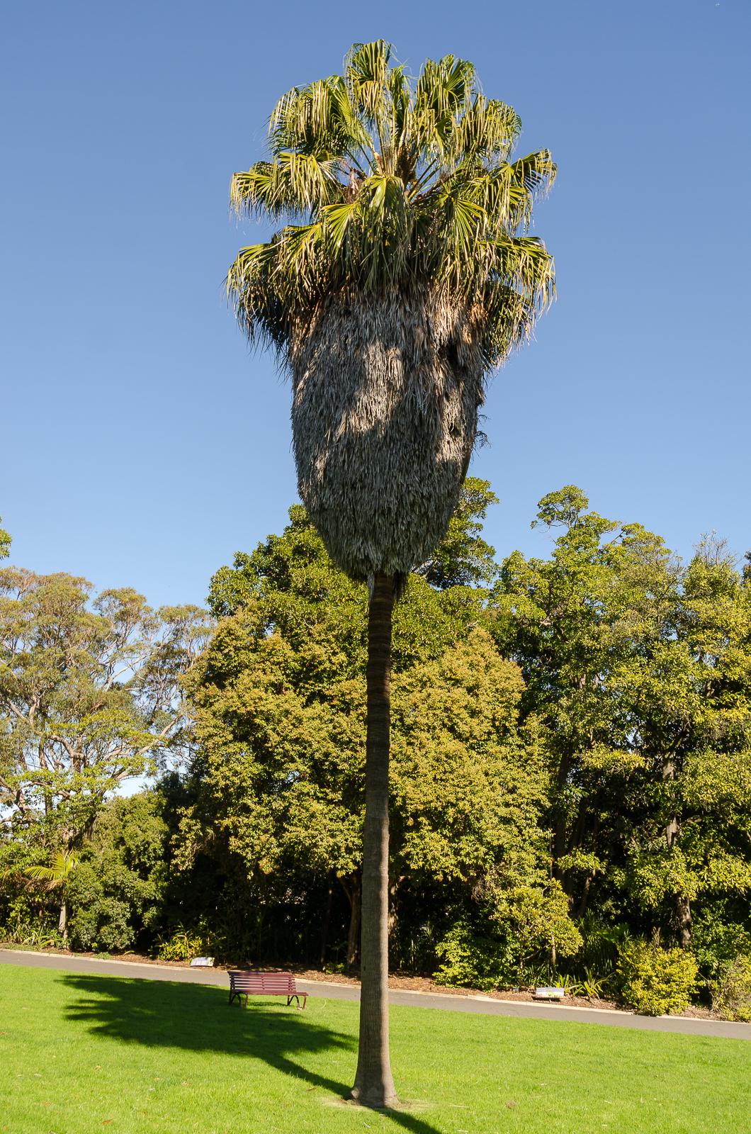 Palms In Melbourne, Victoria - DISCUSSING PALM TREES WORLDWIDE - PalmTalk