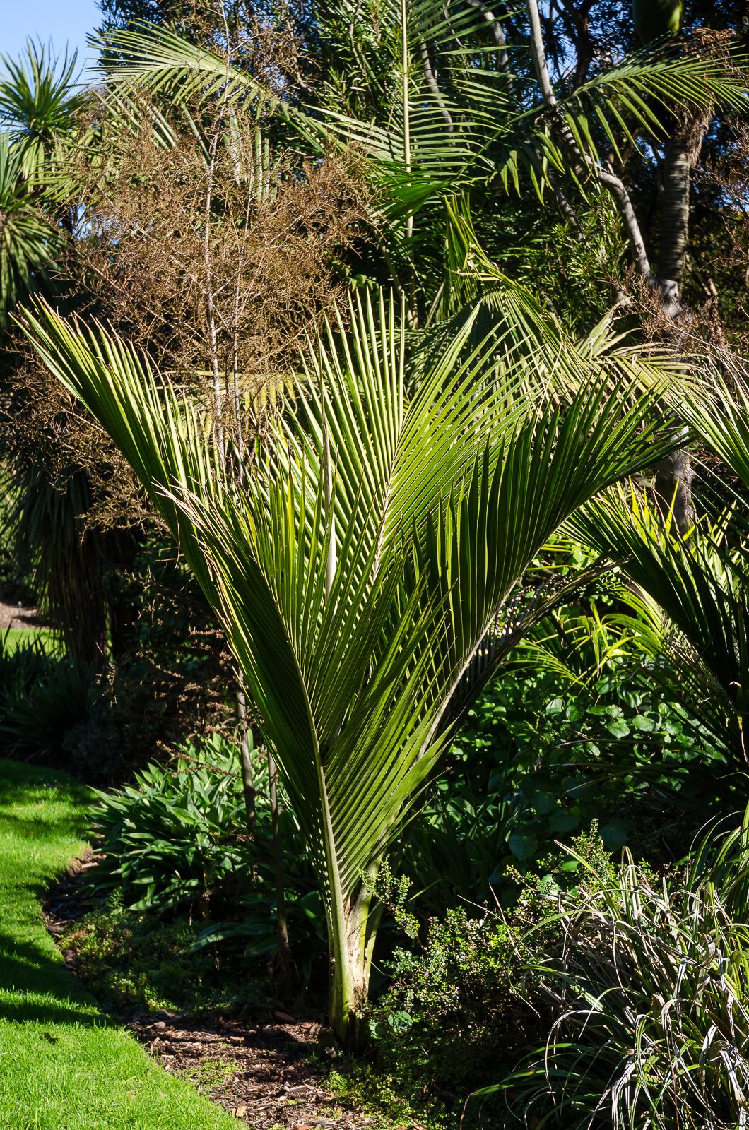 Palms in Melbourne, Victoria DISCUSSING PALM TREES WORLDWIDE PalmTalk