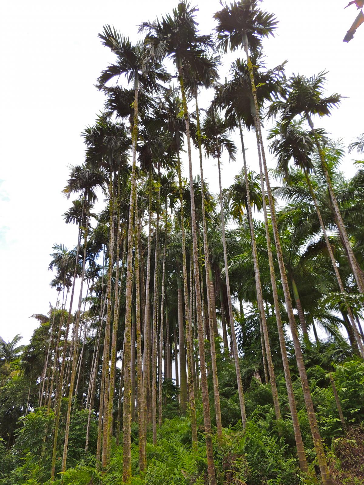 New Areca catechu Dwarf soothes the loss of palms - DISCUSSING PALM