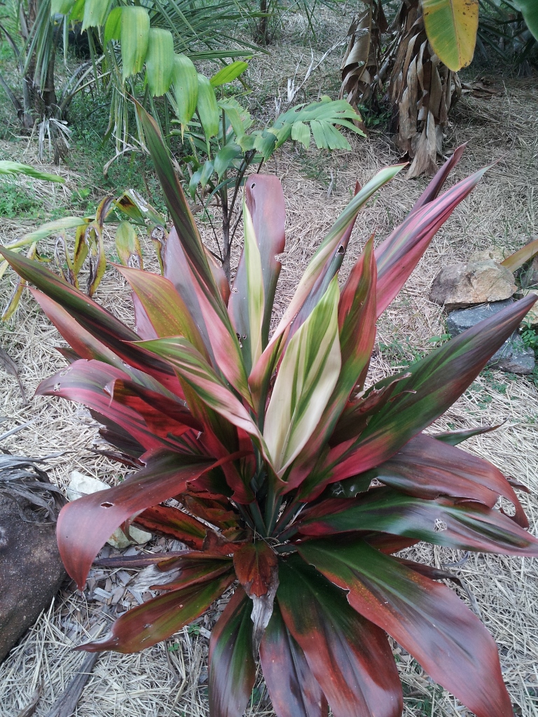 Cordylines have settled - TROPICAL LOOKING PLANTS - Other Than Palms