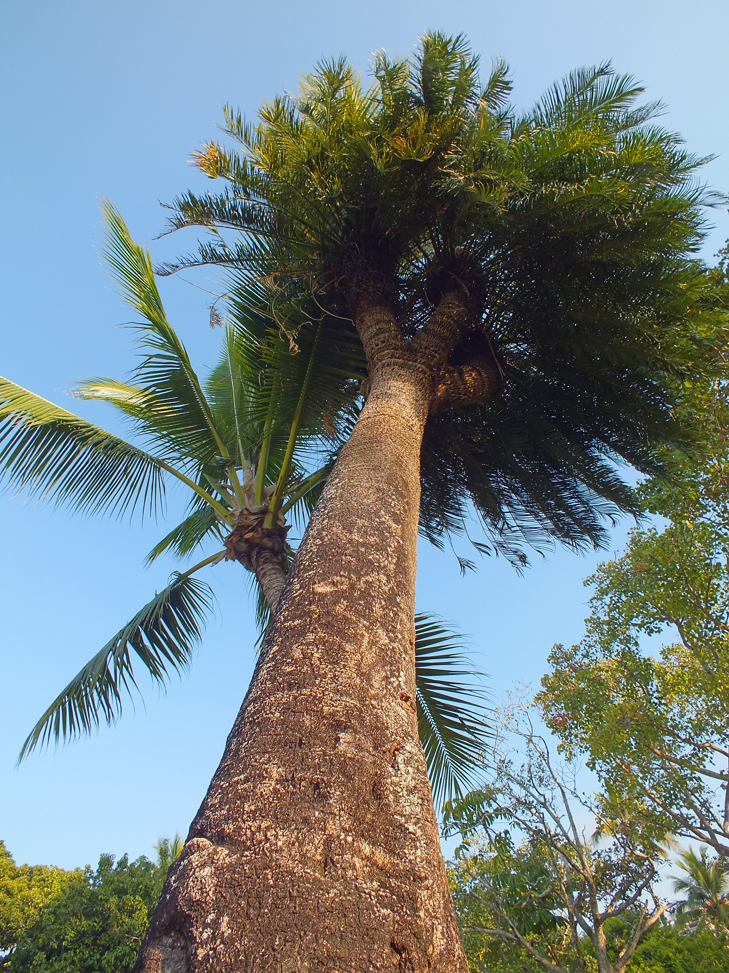 You Blokes From Queensland - Any Photos Of Your Native Giant Cycas 