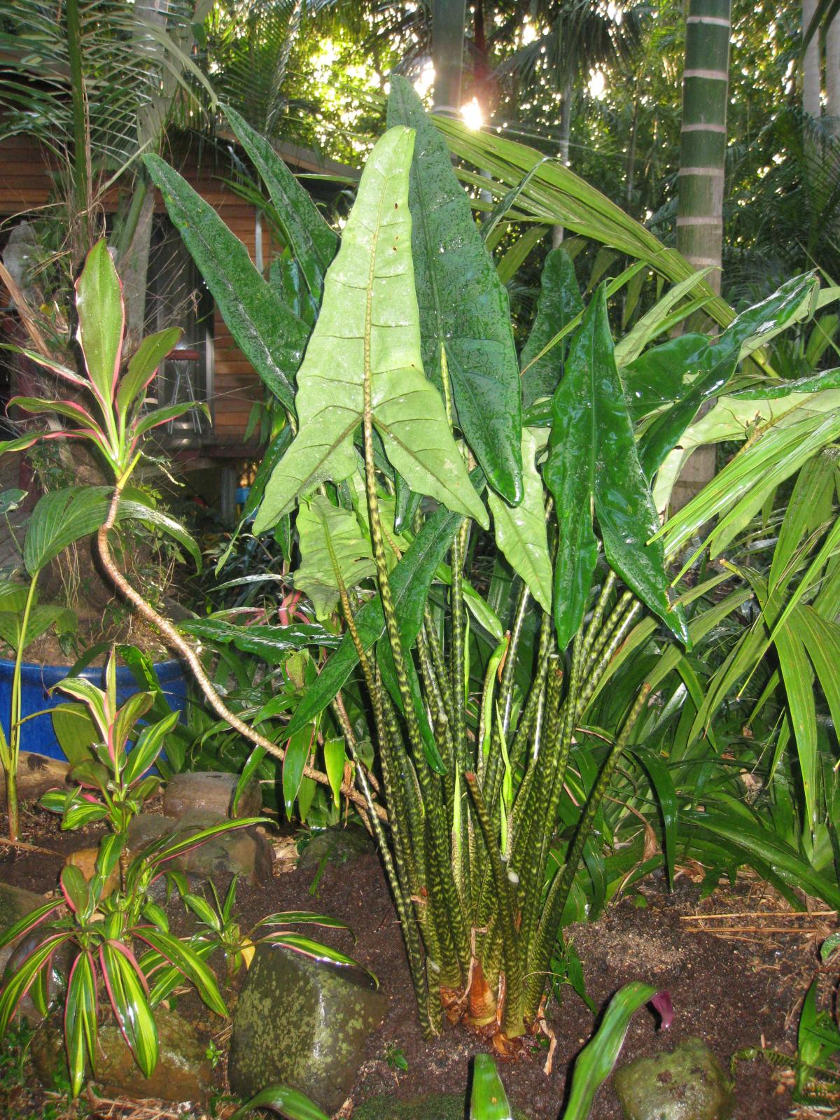 Alocasia tigrina superba - TROPICAL LOOKING PLANTS - Other Than Palms