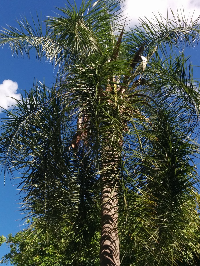 Syagrus Id Discussing Palm Trees Worldwide Palmtalk