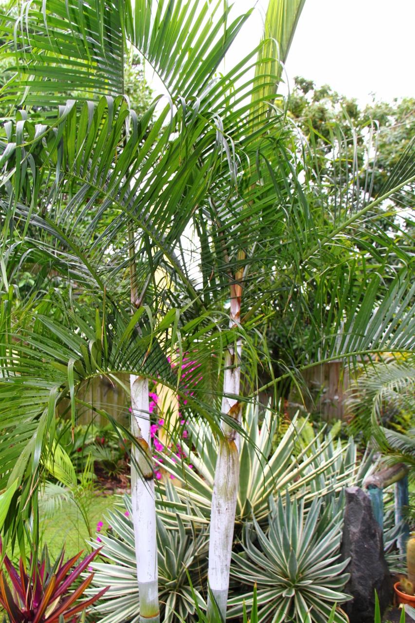 Clumping Dypsis Perfection Discussing Palm Trees Worldwide Palmtalk 3343