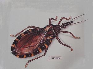 Assassin+bugs+chagas