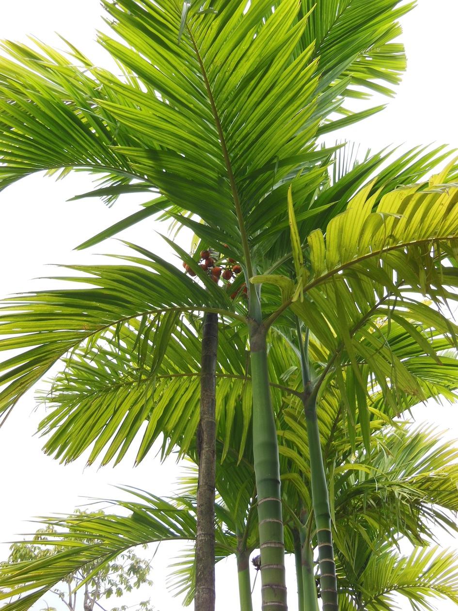unknown palms in Singapore - DISCUSSING PALM TREES WORLDWIDE - PalmTalk