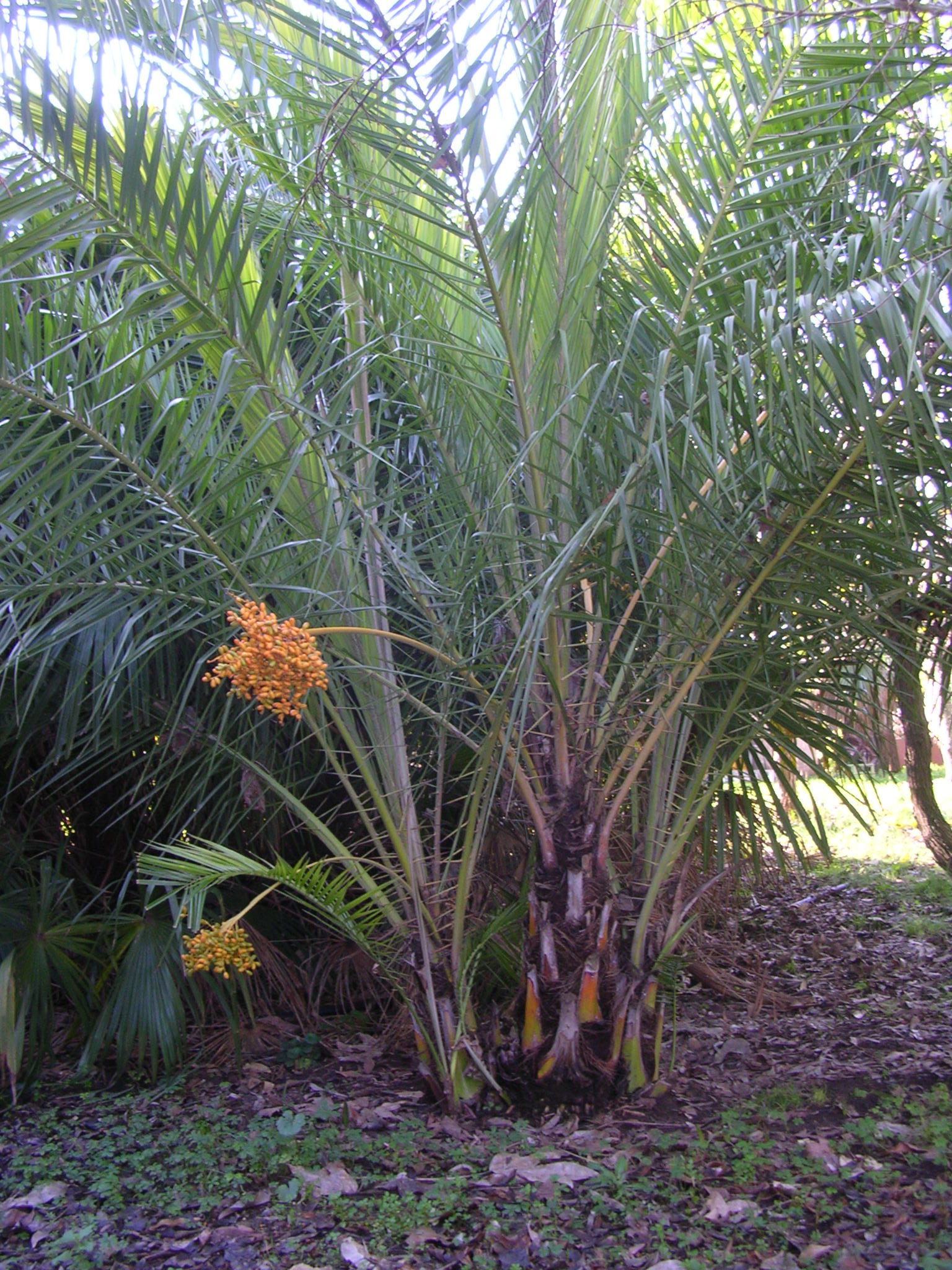 Phoenix reclinata x canariensis - DISCUSSING PALM TREES WORLDWIDE ...