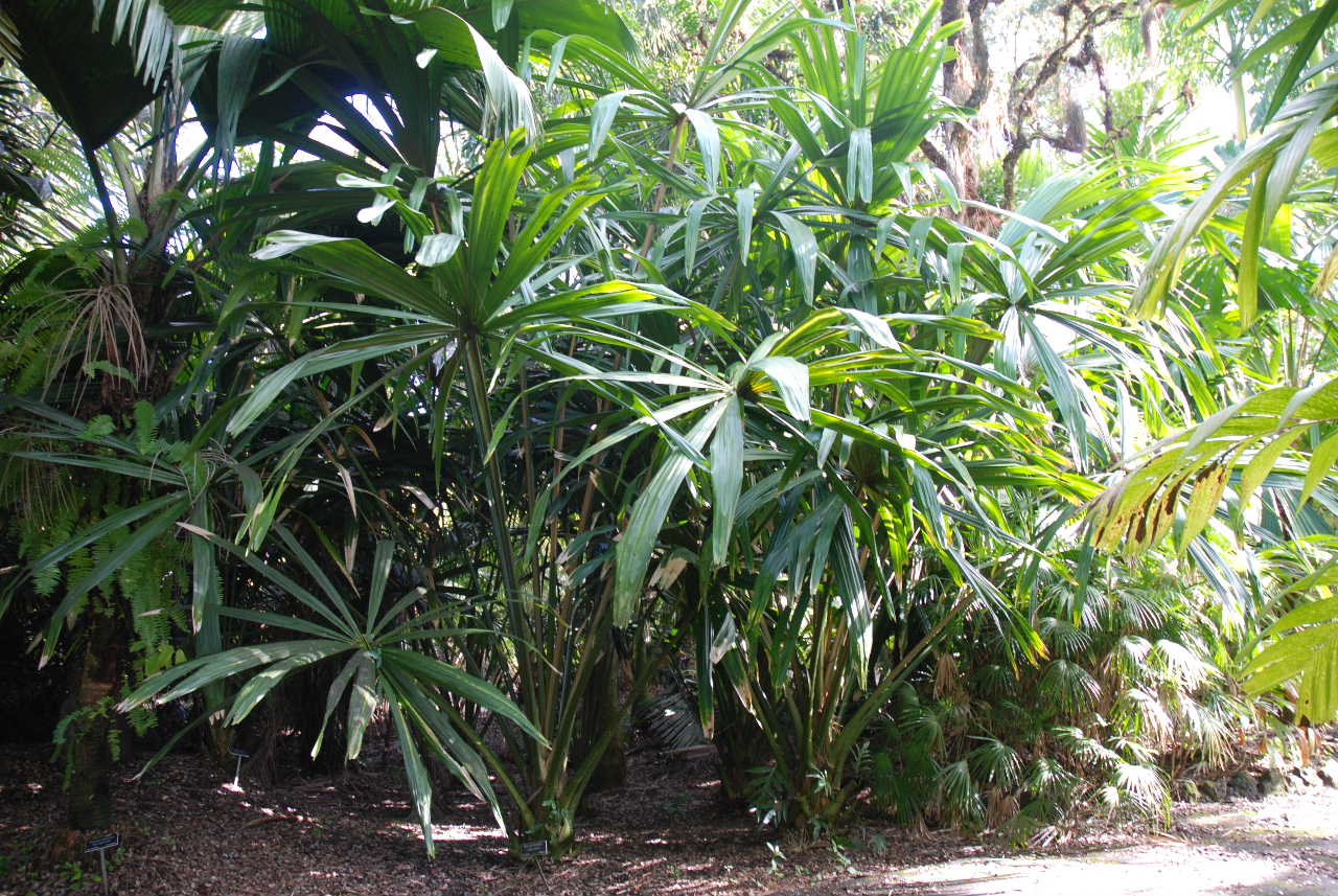 Borassodendron machadonis - DISCUSSING PALM TREES WORLDWIDE - PalmTalk