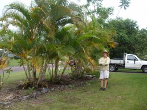 Curse Of The Golden Cane Discussing Palm Trees Worldwide Palmtalk