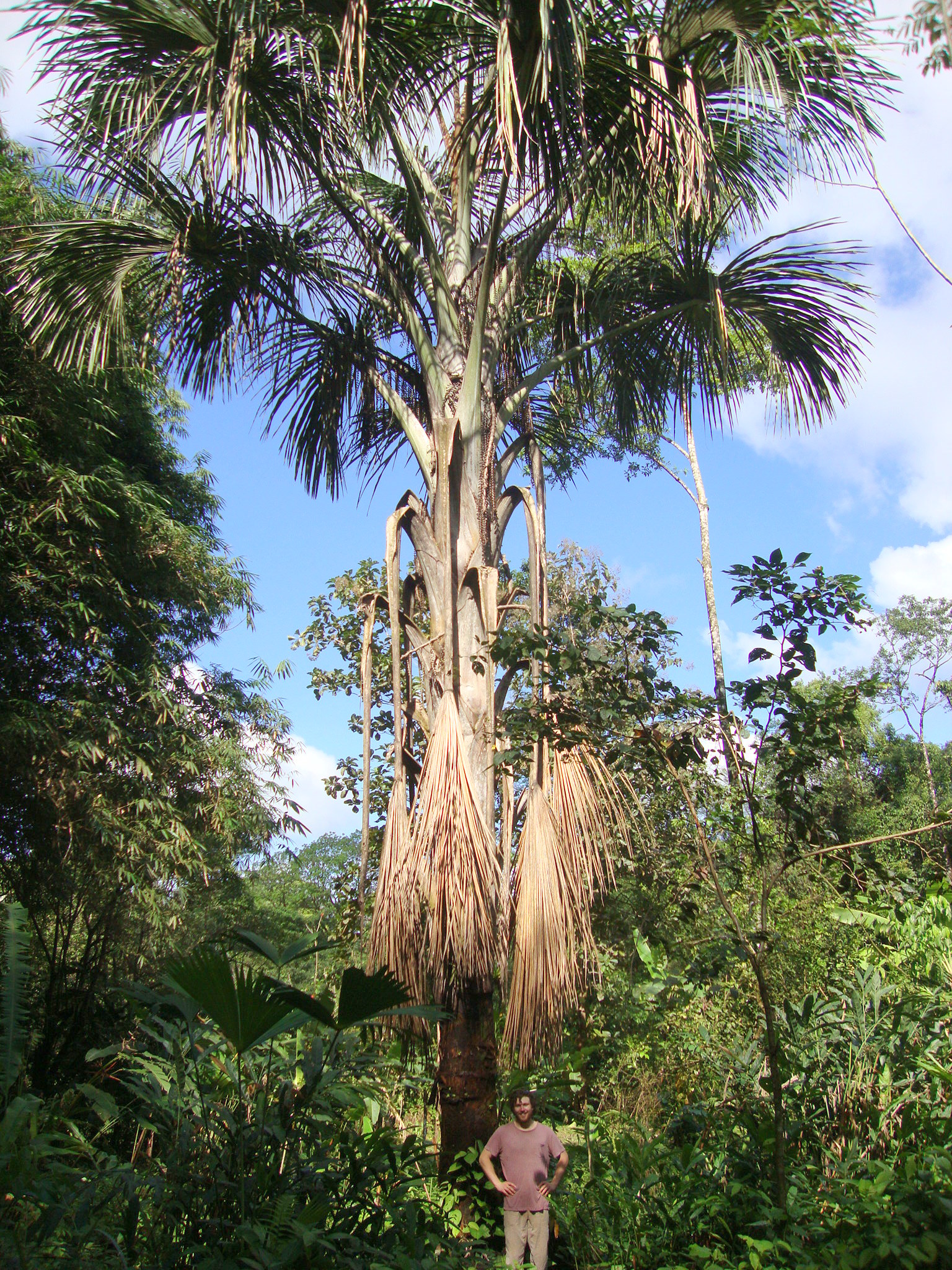 Mauritia flexuosa - DISCUSSING PALM TREES WORLDWIDE - PalmTalk