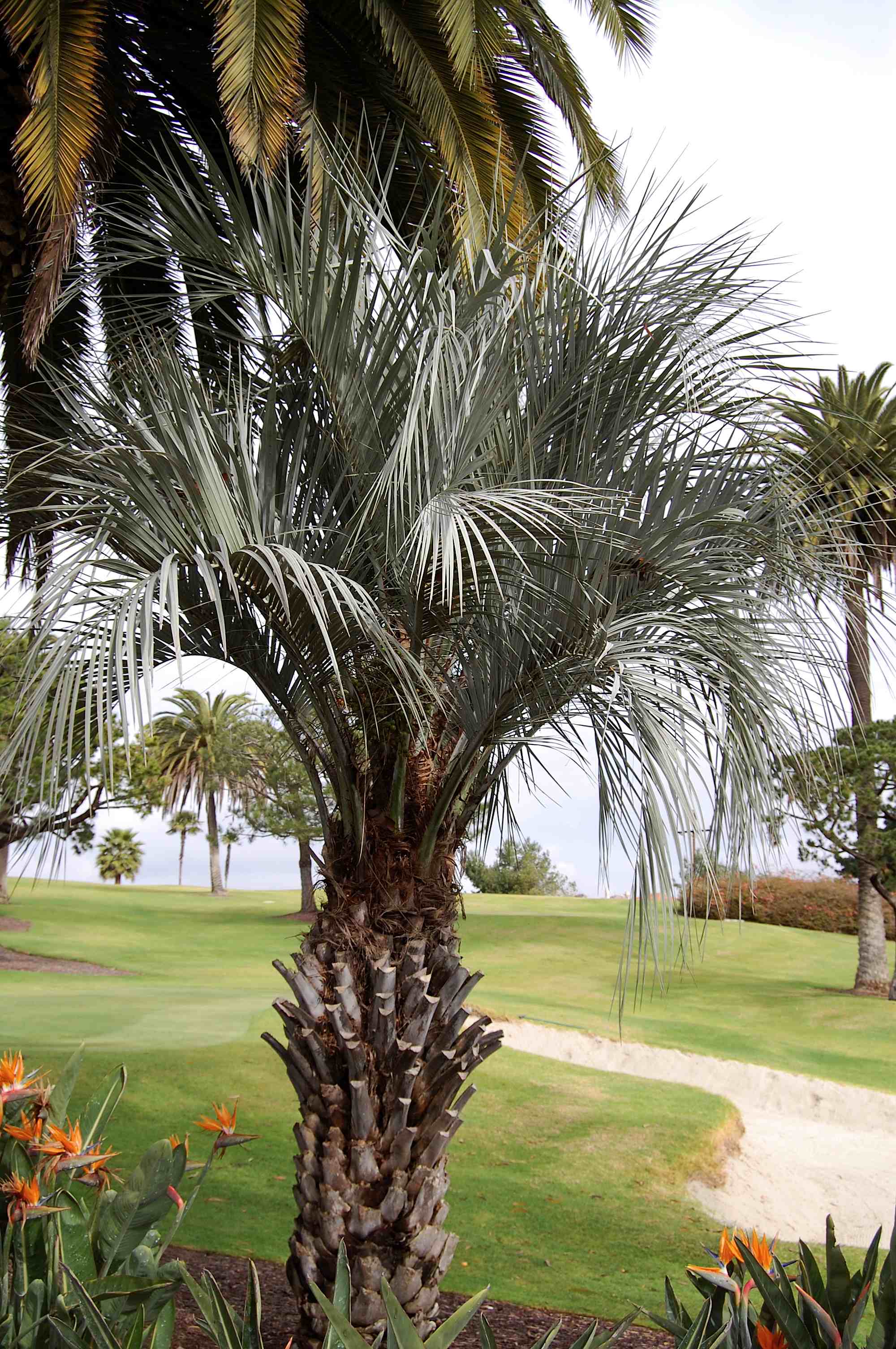 Interesting Butia - DISCUSSING PALM TREES WORLDWIDE - PalmTalk