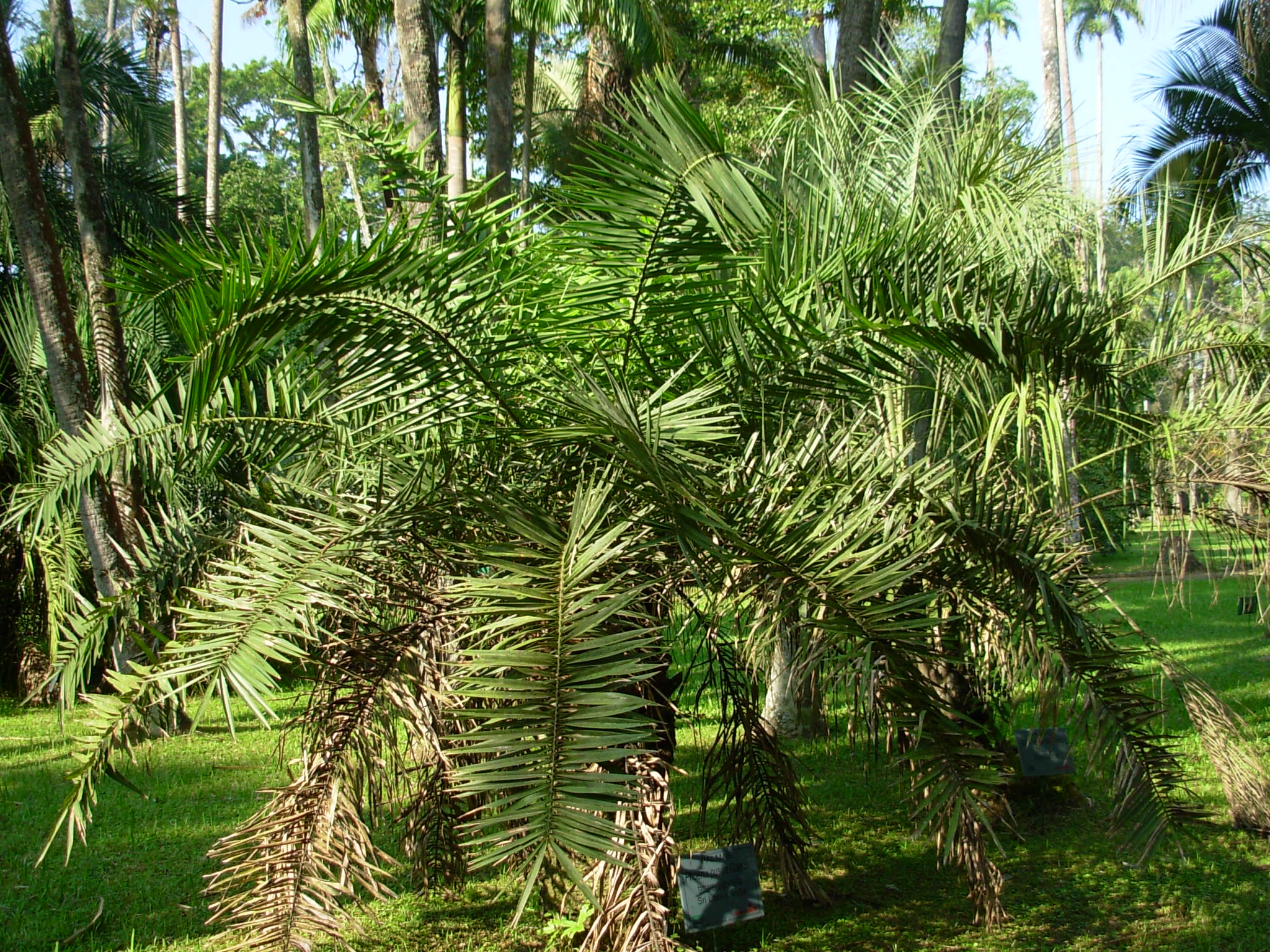 Rio de Janeiro Palms - DISCUSSING PALM TREES WORLDWIDE - PalmTalk