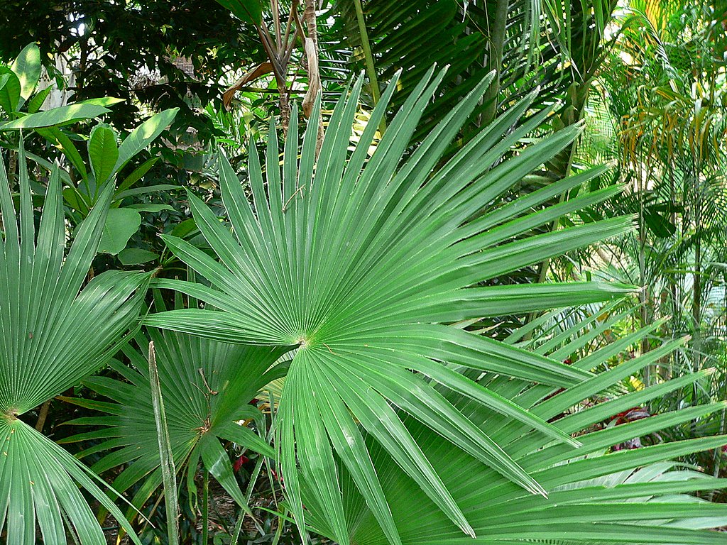 Trachycarpus latisectus - DISCUSSING PALM TREES WORLDWIDE - PalmTalk