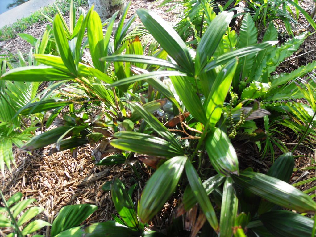 Rhapis laosensis - these dwarfs are flowering/seedling - DISCUSSING ...