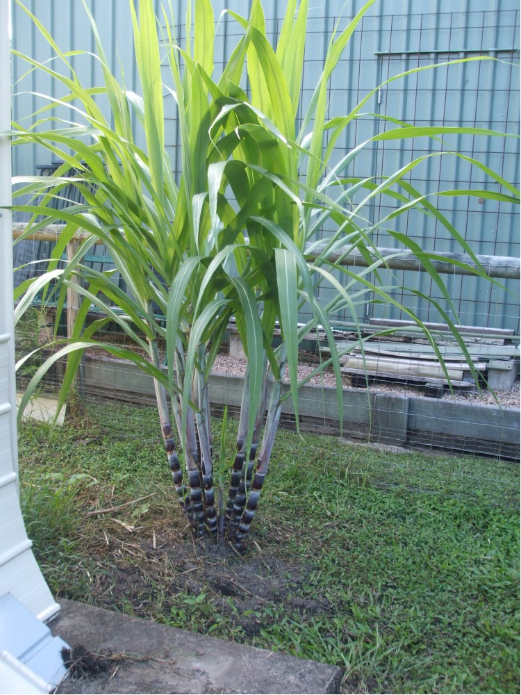 Black sugar cane - Palms/Plants/Seeds Wanted - PalmTalk